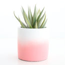 Ombre Cement Planter